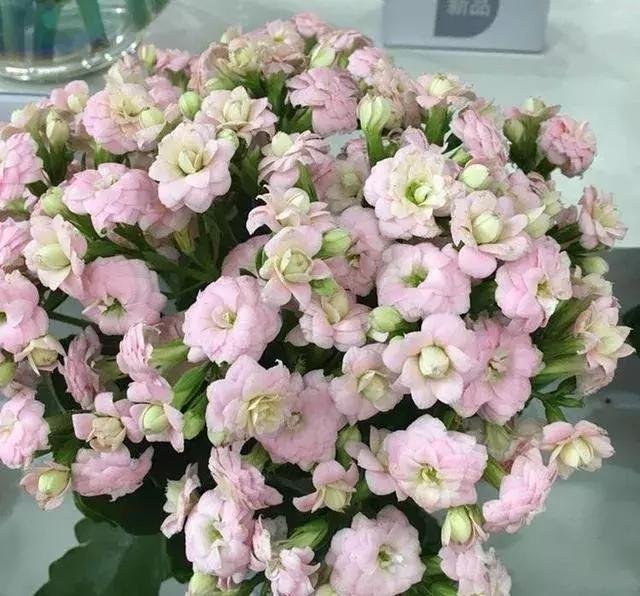 秋季长寿花养护记住这4点，开花成海红艳艳，爆盆一片超美！