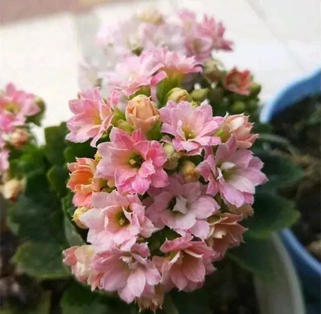 秋季长寿花养护记住这4点，开花成海红艳艳，爆盆一片超美！