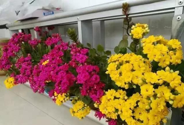 秋季长寿花养护记住这4点，开花成海红艳艳，爆盆一片超美！