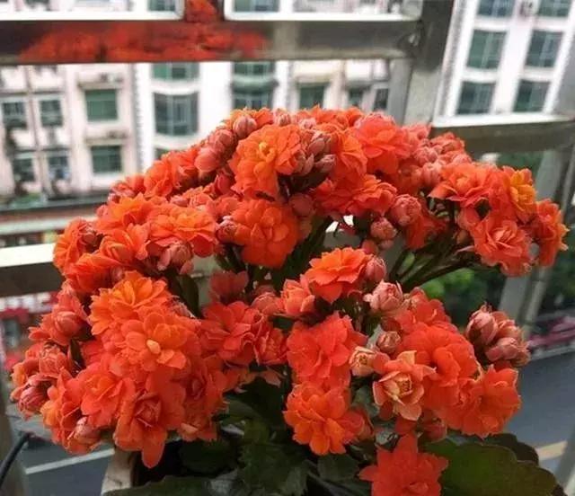 秋季长寿花养护记住这4点，开花成海红艳艳，爆盆一片超美！