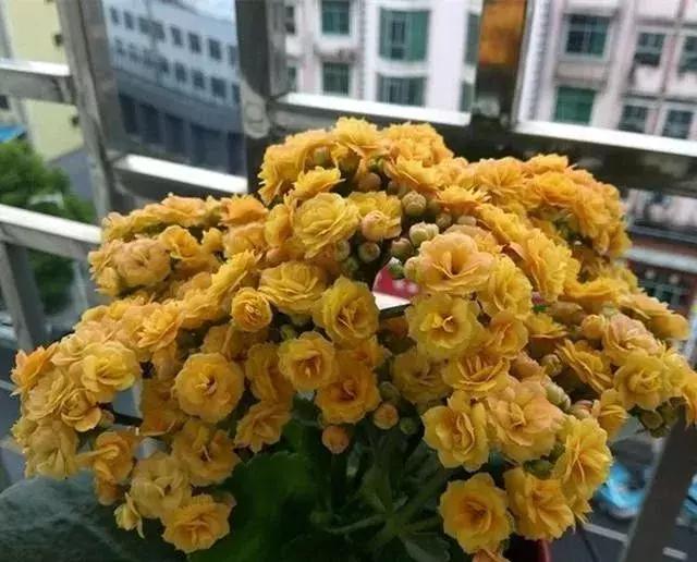 秋季长寿花养护记住这4点，开花成海红艳艳，爆盆一片超美！