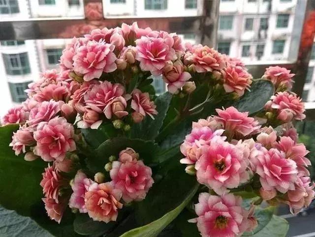 秋季长寿花养护记住这4点，开花成海红艳艳，爆盆一片超美！