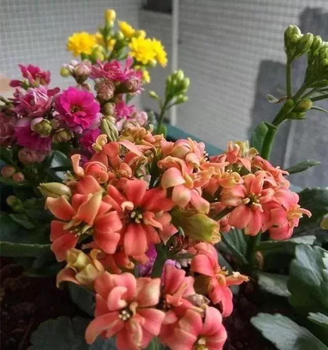 秋季长寿花养护记住这4点，开花成海红艳艳，爆盆一片超美！