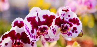 冬天养护蝴蝶兰，做到这3步，开花不用愁