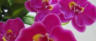 冬天养护蝴蝶兰，做到这3步，开花不用愁