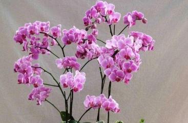 冬天养护蝴蝶兰，做到这3步，开花不用愁