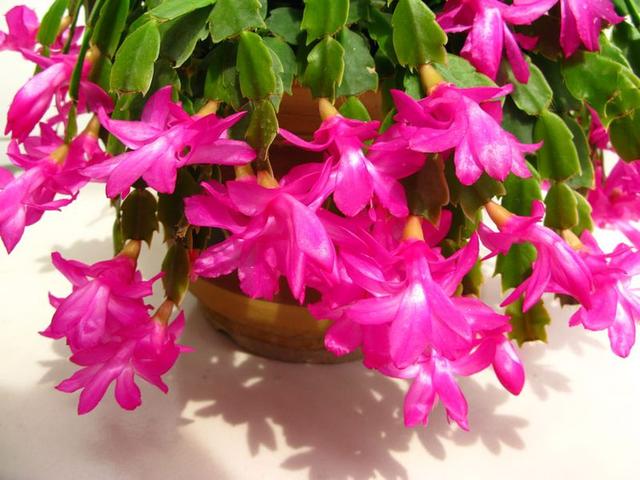 冬季室内养殖花卉，好看又喜庆，花期长，容易养护，赶紧试试吧