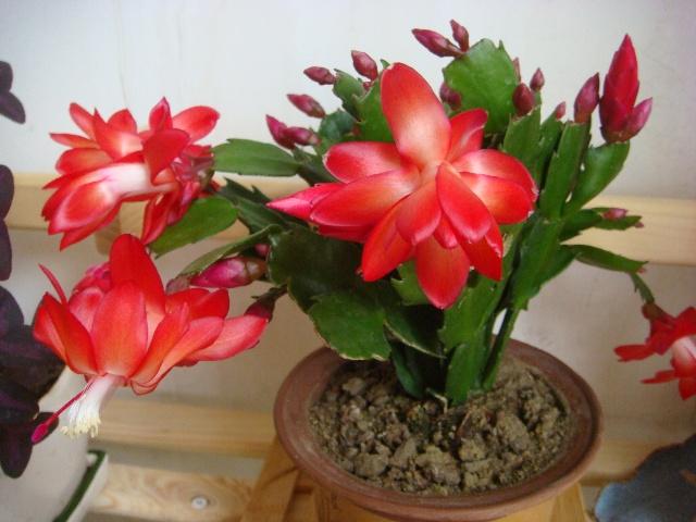 冬季室内养殖花卉，好看又喜庆，花期长，容易养护，赶紧试试吧