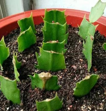 冬季室内养殖花卉，好看又喜庆，花期长，容易养护，赶紧试试吧