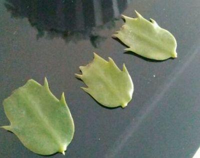 冬季室内养殖花卉，好看又喜庆，花期长，容易养护，赶紧试试吧