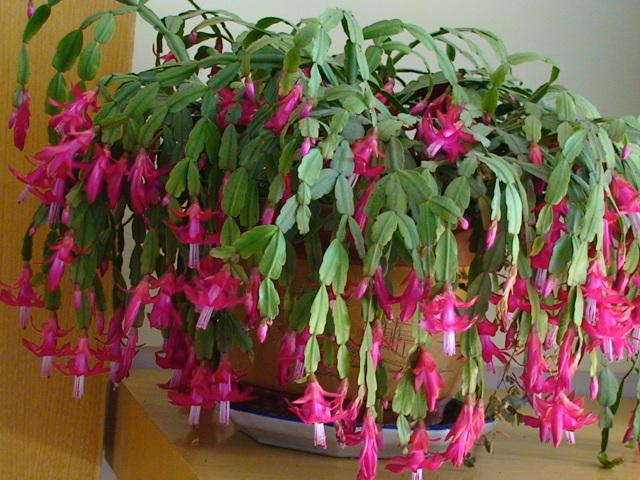 冬季室内养殖花卉，好看又喜庆，花期长，容易养护，赶紧试试吧