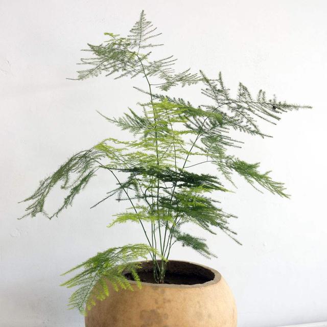 这几种植物适合在冬季里养护！让你的冬天也能享受栽培的快乐