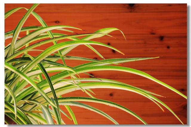 这几种植物适合在冬季里养护！让你的冬天也能享受栽培的快乐