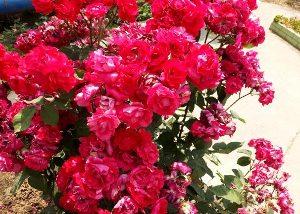 这几种植物适合在冬季里养护！让你的冬天也能享受栽培的快乐