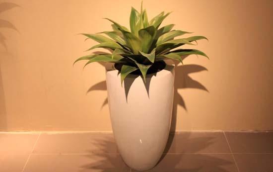 这几种植物适合在冬季里养护！让你的冬天也能享受栽培的快乐