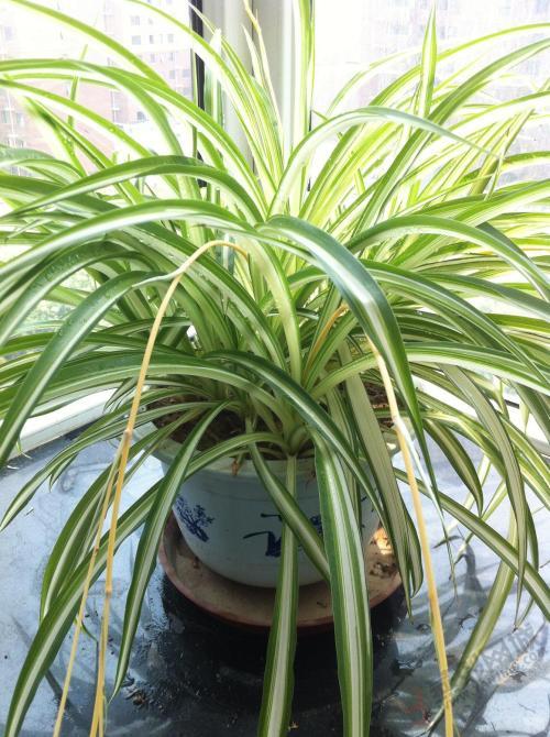 这几种植物适合在冬季里养护！让你的冬天也能享受栽培的快乐