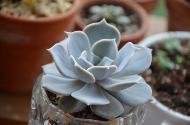 这种植物很漂亮，这里就告诉你养护方法