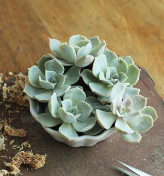 这种植物很漂亮，这里就告诉你养护方法