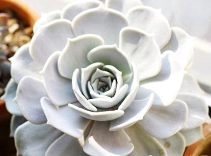 这种植物很漂亮，这里就告诉你养护方法