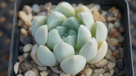 这种植物很漂亮，这里就告诉你养护方法