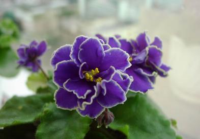 让这几种花鲜艳你的冬季！它们非常合适冬天养护