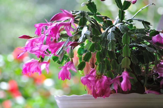 让这几种花鲜艳你的冬季！它们非常合适冬天养护