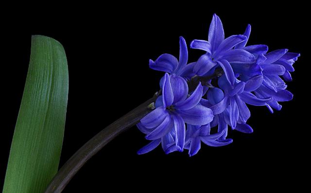 让这几种花鲜艳你的冬季！它们非常合适冬天养护