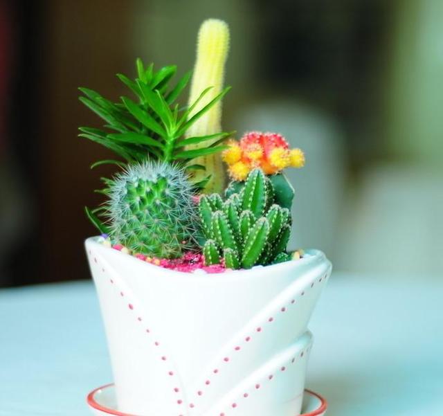 让这几种花鲜艳你的冬季！它们非常合适冬天养护