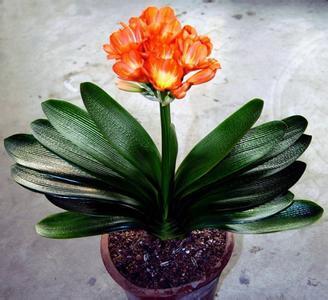 让这几种花鲜艳你的冬季！它们非常合适冬天养护