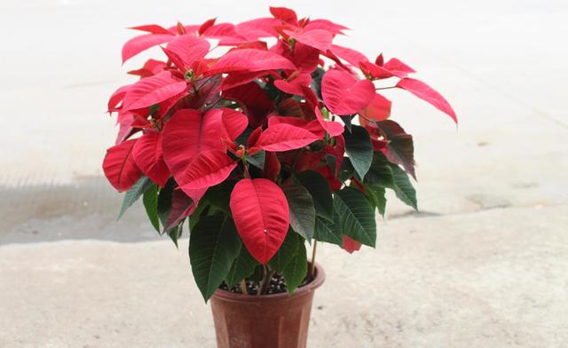 花卉植物盆栽养护方法，有了它，养花不再难！