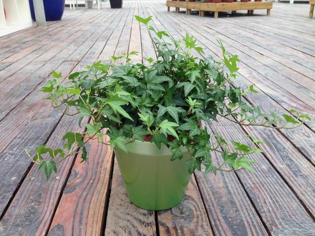 花卉植物盆栽养护方法，有了它，养花不再难！