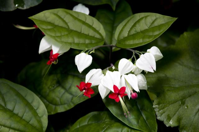 花卉植物盆栽养护方法，有了它，养花不再难！