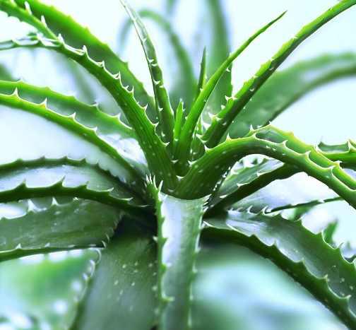 花卉植物盆栽养护方法，有了它，养花不再难！