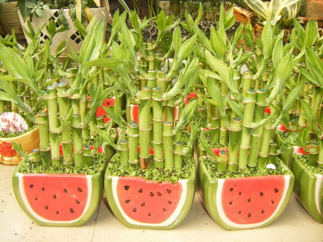 花卉植物盆栽养护方法，有了它，养花不再难！