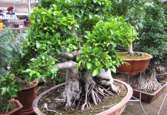 花卉植物盆栽养护方法，有了它，养花不再难！