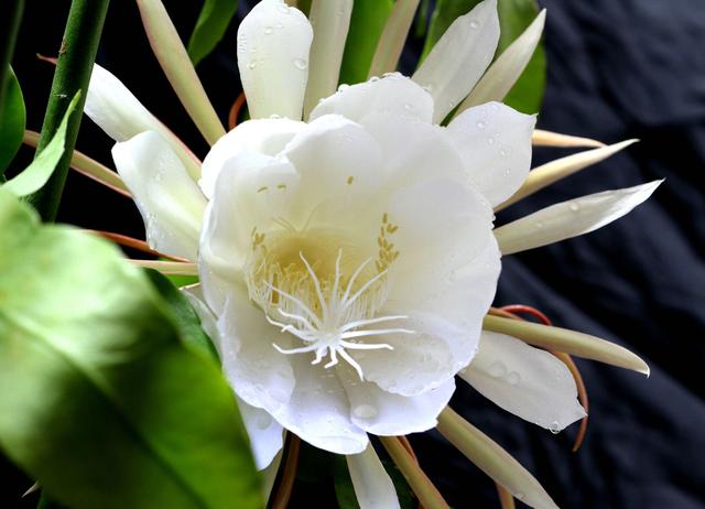 花卉植物盆栽养护方法，有了它，养花不再难！