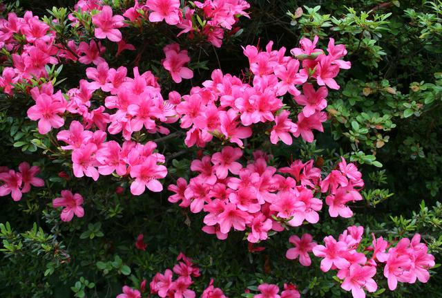 花卉植物盆栽养护方法，有了它，养花不再难！