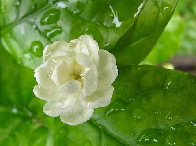 花卉植物盆栽养护方法，有了它，养花不再难！