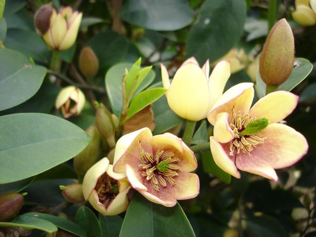 花卉植物盆栽养护方法，有了它，养花不再难！