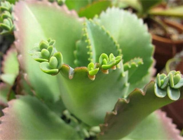 花卉植物盆栽养护方法，有了它，养花不再难！