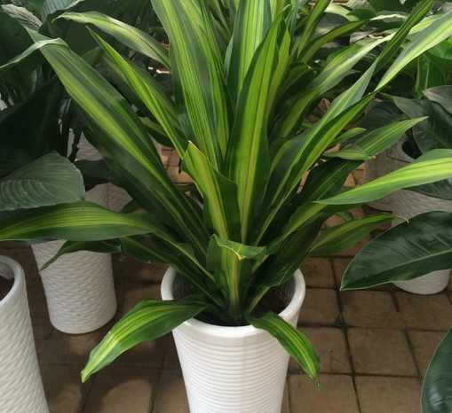 花卉植物盆栽养护方法，有了它，养花不再难！