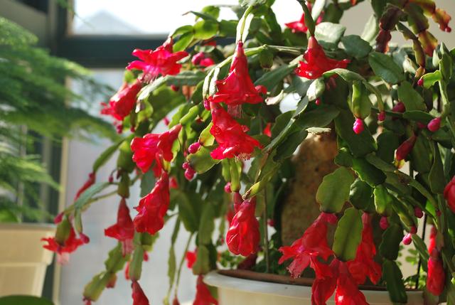 花卉植物盆栽养护方法，有了它，养花不再难！