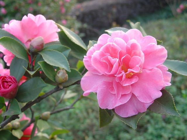 花卉植物盆栽养护方法，有了它，养花不再难！