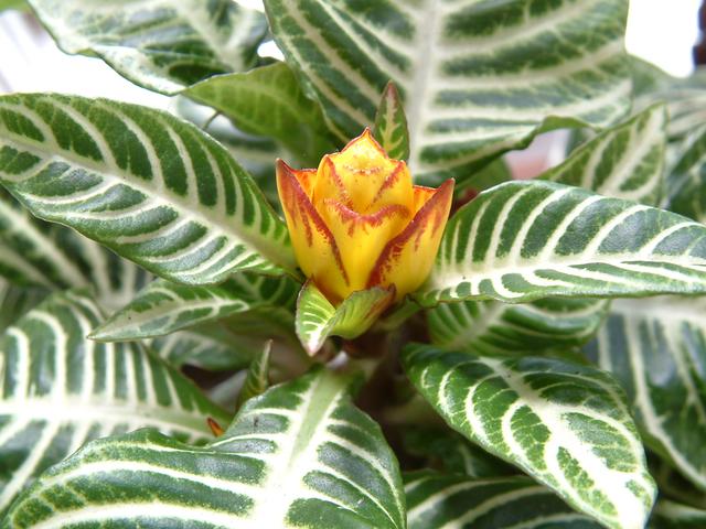 花卉植物盆栽养护方法，有了它，养花不再难！