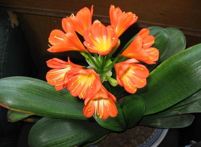 花卉植物盆栽养护方法，有了它，养花不再难！