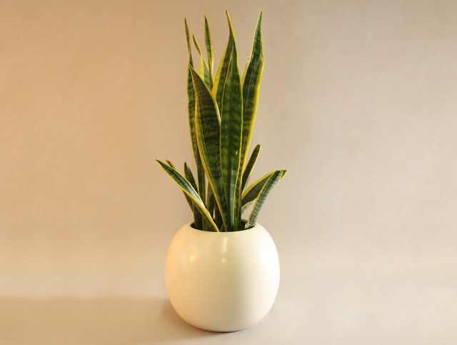 花卉植物盆栽养护方法，有了它，养花不再难！