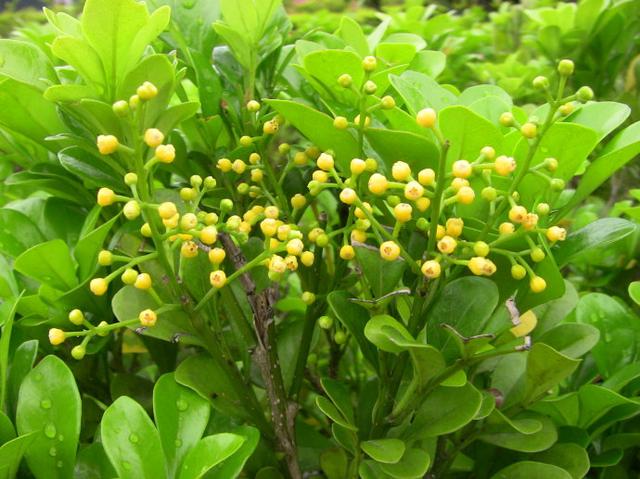 花卉植物盆栽养护方法，有了它，养花不再难！