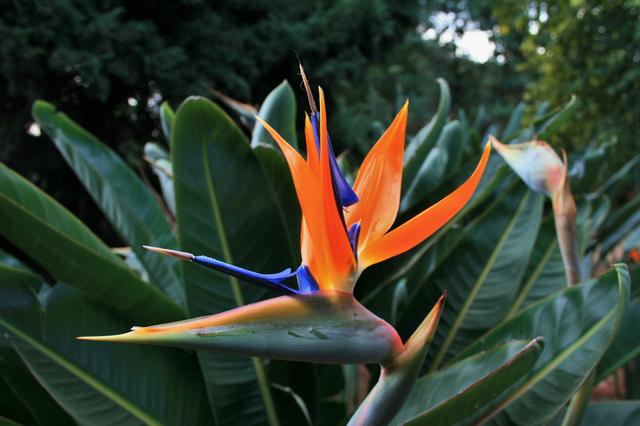 花卉植物盆栽养护方法，有了它，养花不再难！