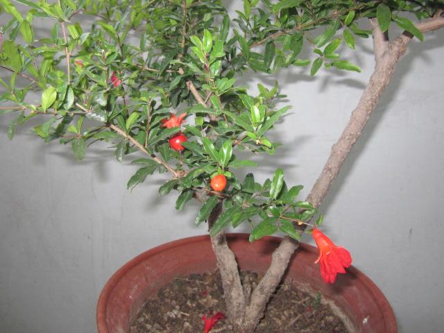 花卉植物盆栽养护方法，有了它，养花不再难！