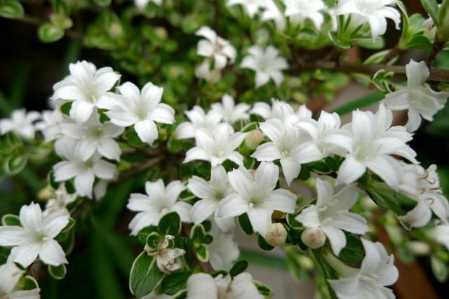 花卉植物盆栽养护方法，有了它，养花不再难！